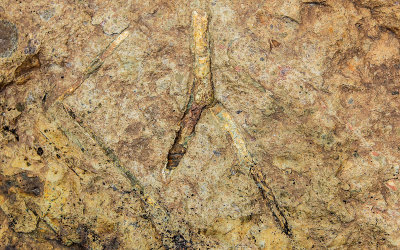 Twig fossil along the Trail of Fossils in the Clarno Unit of John Day Fossil Beds National Monument