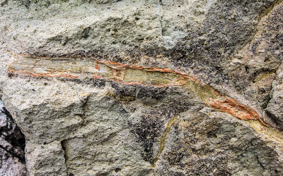Tree branch fossil along the Trail of Fossils in the Clarno Unit of John Day Fossil Beds National Monument