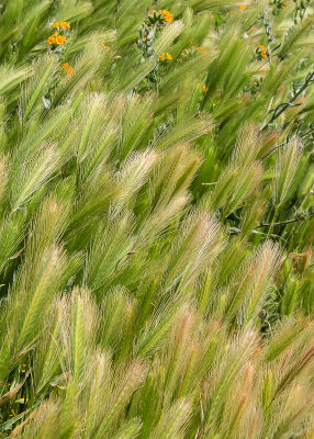 Wind-blown grasses in the Clarno Unit of John Day Fossil Beds National Monument