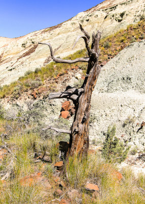 Dead tree in the Blue Basin in the Sheep Rock Unit of John Day Fossil Beds National Monument
