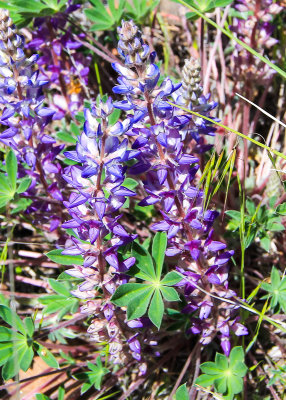 Flowers in the Sheep Rock Unit of John Day Fossil Beds National Monument