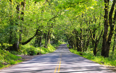 Tree lined Historic US Highway 30 along the Columbia River Gorge