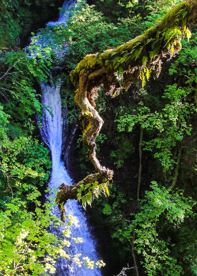 Shepards Dell Falls along the Columbia River Gorge