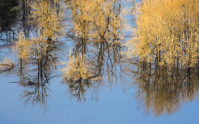 Trees reflected in standing water along the Columbia River Gorge