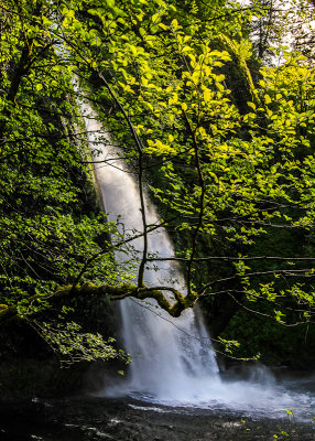 Late afternoon at Horsetail Falls along the Columbia River Gorge