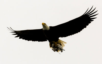 Bald Eagle with a common murre in its talons over Cape Flattery