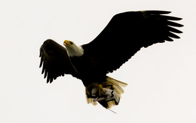 A Bald Eagle flies by with dinner over Cape Flattery