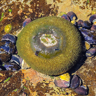 Sea anemone along Rialto Beach in Olympic National Park