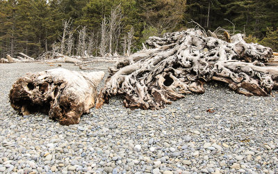 Driftwood washed up on Rialto Beach in Olympic National Park