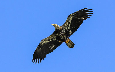 Bald Eagle over Ruby Beach in Olympic National Park