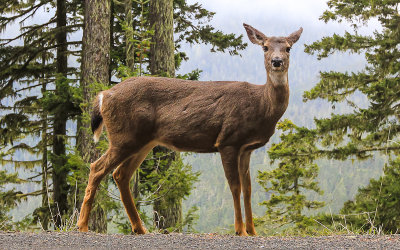 Mule Deer along the park road to Hurricane Ridge in Olympic National Park