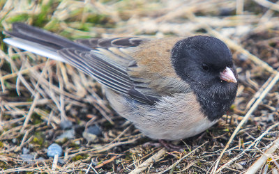 A Black Eyed Junco at Hurricane Ridge in Olympic National Park