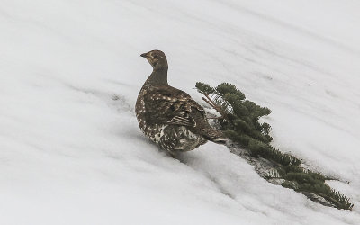 A Snooty Grouse in the snow near the Hurricane Ridge Visitor Center in Olympic National Park