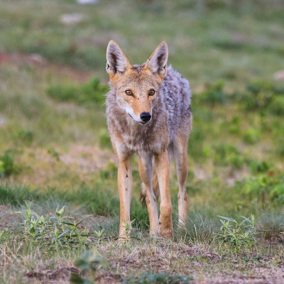 A Coyote stops to survey the area in Wind Cave National Park