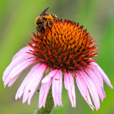 A bee collecting pollen on a Black Samson flower in Wind Cave National Park