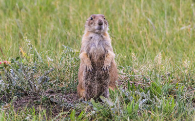 A Prairie Dog surveys its surroundings in Wind Cave National Park