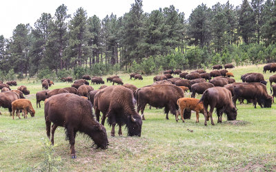 Bison herd along NPS 5 in Wind Cave National Park