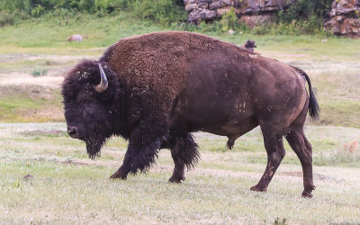 Bull Bison in Wind Cave National Park