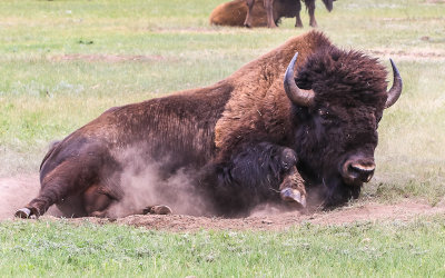 Bull Bison sits down in a dirt hole in Wind Cave National Park