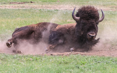 Bison rolls in the dirt in Wind Cave National Park