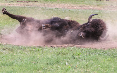 Bull covers itself with dirt to get rid of flies in Wind Cave National Park