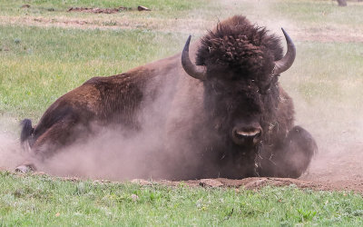 Bull Bison rights itself with dust hanging in the air in Wind Cave National Park