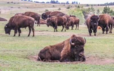 Bull Bison with herd in Wind Cave National Park