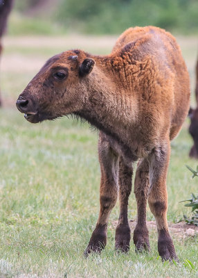 Bison calf calls out for its mother in Wind Cave National Park