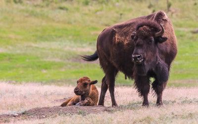 Bison mother and calf in Wind Cave National Park