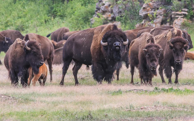 Bison herd in the rain in Wind Cave National Park