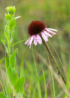 Black Samson flower on the prairie in Wind Cave National Park