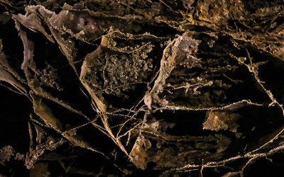 Boxwork formation on the cave ceiling along the Fairgrounds Tour in Wind Cave National Park