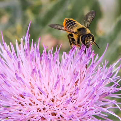 Bee collecting pollen on a Wildflower Thistle in Wind Cave National Park