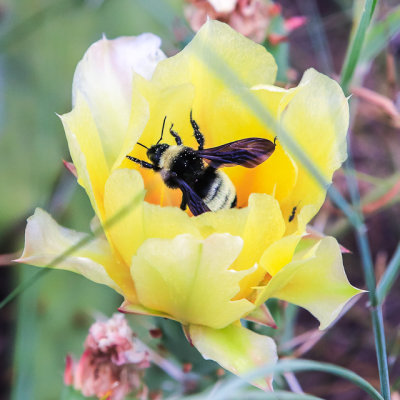 Bee collecting pollen in a Prickly Pear cactus flower in Wind Cave National Park