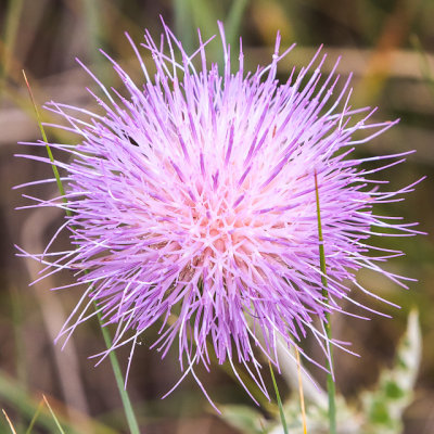 Wildflower Thistle in Wind Cave National Park