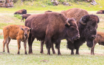 Bison family unit stands together in the herd in Wind Cave National Park