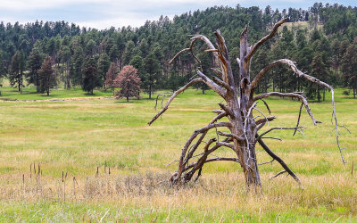 Dead tree in a meadow along the Iron Mountain Road in Custer State Park