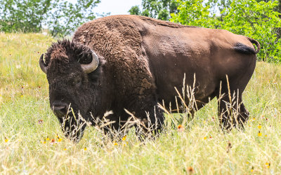 Bison in a field in Custer State Park