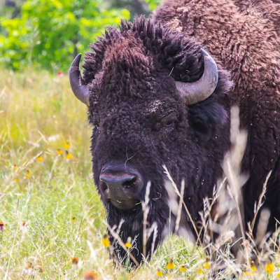 Close up of a bison in Custer State Park