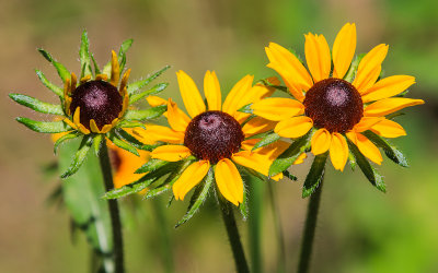 Prairie sunflowers along the Cathedral Spires Trail in Custer State Park