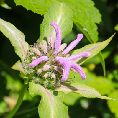 Wild flower along the Cathedral Spires Trail in Custer State Park