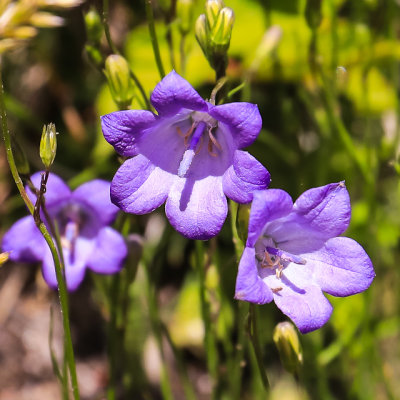 Wild flowers along the Cathedral Spires Trail in Custer State Park
