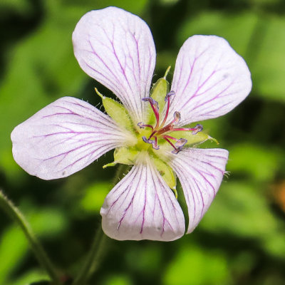 Wild flower along the Cathedral Spires Trail in Custer State Park