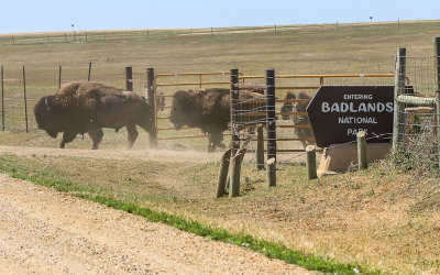 Bison at the entrance in Badlands National Park 