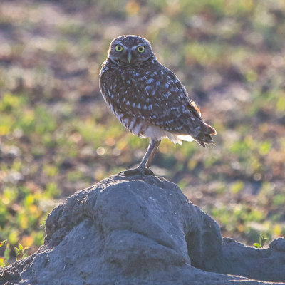 Burrowing Owl stands guard above its den in Badlands National Park
