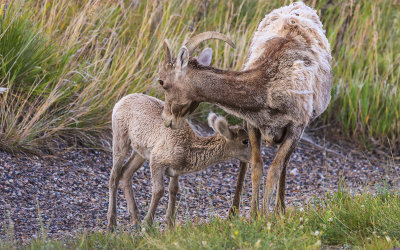 Mother and baby Bighorn Sheep in Badlands National Park