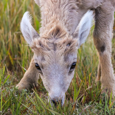 Baby Bighorn Sheep feeds on short grass in Badlands National Park
