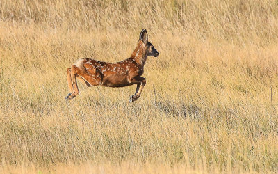 Baby Whitetail Deer bounds toward its mother in Badlands National Park