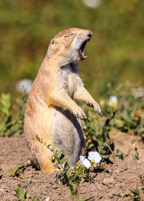 Prairie Dog squeals in Badlands National Park