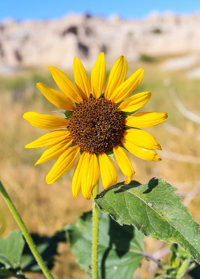 Sunflower in Badlands National Park